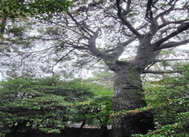곰솔